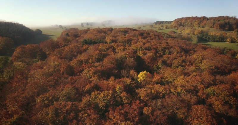 La vida secreta de los árboles - SurtseyFilms
